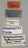 CollectionObject 1501012; 23a4955e-e40f-478c-91ea-b870a3228fdd, DORSA BAparspiT01: labels (holotype). (CollectionObject).