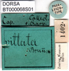 CollectionObject 1502884; 9e214f36-876c-4209-95cf-f2e9e46c516b: labels (paralectotype of Tylopsis vittata). (CollectionObject).
