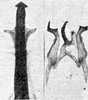 Other on Erythridula abolla (McAtee, 1920): Aedeagus, connective, and styli of E. abolla iconica McAtee. (Observation).