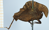 CollectionObject 1506050; 5da70917-9c22-4891-8736-d35cb3394e2a: female, lateral view (syntype). (CollectionObject).