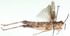 Malcolmburria angolensis Uvarov, 1953: dorso-lateral view. (Otu).