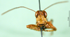 CollectionObject 1501275; 07ebf371-d528-4fae-b7e8-41d9ea5cc138: male, frontal view (syntype). (CollectionObject).