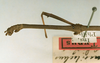 CollectionObject 1557684; 6a1154d6-610e-44fe-bc01-38dc6433432e: copyright NHRS, Stockholm. male: head and thorax, lateral view (holotype). (CollectionObject).
