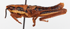 CollectionObject 1504679; c7c984bc-17ad-4287-a67f-15d5904c4dbb: male, lateral view (holotype of Monistria pustulifera dedita). (CollectionObject).