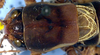Idiostatus bechteli Rentz, 1973: male pronotum and wings (paratype). (Otu).