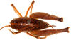 CollectionObject 1499231; f5075815-949f-4fbd-bc6a-29bcce847389: male, dorsal view (holotype). (CollectionObject).