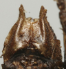 CollectionObject 1535133; 2a4eeb6d-2f99-4f01-89ea-409eebf93663: male subgenital plate (syntype). (CollectionObject).
