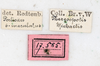 CollectionObject 1560991; NMW 227, 7fa38c3f-f13b-4740-bc05-bac1a831a840: copyright NMW, Vienna. female, data labels (holotype). (CollectionObject).