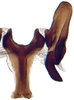 Connective: Magnentius clavatus, connective and stylus, ventrally (INHS). (Observation).