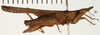 CollectionObject 1529889; 51470ec7-01b6-4b85-a928-a8352b94dc67: female, lateral view (holotype). (CollectionObject).;CollectionObject 1529890; 6f14e6dd-fe3e-46f7-99ca-3e30fa6cab0e: female, lateral view (holotype). (CollectionObject).