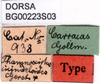 CollectionObject 1501821; 72696e4b-85c5-4ffa-8fc5-627baff7959f: labels (syntype). (CollectionObject).