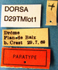 Decticus verrucivorus brevipennis Götz, 1970: male labels (paratype). (Otu).