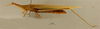 CollectionObject 1518971; eb184f61-f717-4887-992a-85f83bd49615: female, lateral view (holotype of Acrida turrita sicula). (CollectionObject).