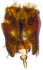 Subgenital plate, ventral view on Bhatia Distant, 1908 nsp 841792: (Observation).