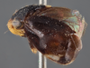 Habitus, lateral view on Clastoptera tibialis Stål, 1862: (Observation).