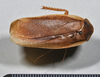 CollectionObject 1553126; d8382005-7e88-4dd5-921e-610e21f33c6a: copyright NTUC. (syntype). (CollectionObject).