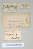 CollectionObject 1559139; 18de9399-c13d-434a-a238-42a9dc227728: copyright Natural History Museum, London. female, data labels [reversed as applicable] (syntype). (CollectionObject).;CollectionObject 1559140; 72b1980c-941b-4f93-8ee5-e9ed0faa7475: copyright Natural History Museum, London. female, data labels [reversed as applicable] (syntype). (CollectionObject).