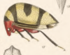 Habitus, lateral view: !! display not done !! on Adippe histrio (Walker, 1858): (Observation).