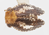 Habitus, dorsal view on Dictyssa mutata Melichar, 1906: (Observation).