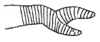 Callimenellus maculatus Gorochov & Voltshenkova, 2005: Fig. 60. part of stridulatory file (?). (Otu).