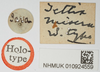 CollectionObject 1517993; 6e033e59-6a2b-47e9-a34a-f11c4343a50a, NHMUK10924559: labels (holotype of Tettix misera). (CollectionObject).