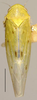 Habitus, dorsal view: Balclutha punctata, dorsally (INHS). (Observation).