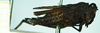 CollectionObject 1587065; a6f3e888-3f1e-4750-9998-c02015bf5842, NHMUK010924792: female, lateral view (Paratettix scaber var. ugandensis). (CollectionObject).
