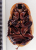 Hormetica apolinari Hebard, 1919: Photo taken by Heidi Hopkins. (Otu).
