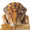Head: !! display not done !! on Agalliopsis (Agallaria) oculata (Van Duzee, 1890): (Observation).