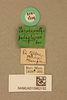 CollectionObject 2070493; NHMUK015982152, f7a03118-faba-4455-8e0c-bc81ed9871a4: labels (syntype). (CollectionObject).