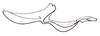 Shelfordites aberrans Karny, 1910: Fig. 64.4 (after Brown 1967). endophallus, lateral view. (Otu).