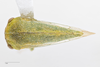 Habitus, dorsal view: !! display not done !! on Atymna querci (Fitch, 1851): (Observation).