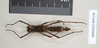 Ommatopseudes harmani (Brock, 1995): copyright Natural History Museum, London. female (paratype). (Otu).
