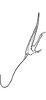Pygofer, dorsal view: Pygofer, dorsal view. (Observation).