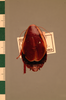 Dryadoblatta scotti (Shelford, 1912): Copyright UMO, Oxford. Type, dorsal view. (Otu).