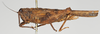 CollectionObject 1516355; aa23c2ab-cd99-45fa-9ccc-d1a04c291720: female, lateral view (syntype). (CollectionObject).;CollectionObject 1516356; a109a0e3-7bc9-4ac0-8ef8-57dc8cb543c1: female, lateral view (syntype). (CollectionObject).
