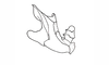 Costalimacris neotropica Carbonell & Campos Seabra, 1988: Fig. 4. cingulum, lateral view. (Otu).