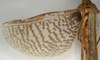 CollectionObject 1557189; 0e1bb941-df07-4520-8edd-05a1869a2fac: copyright NMW, Vienna. female, wings (syntype). (CollectionObject).;CollectionObject 1557190; 6e126499-8a69-446d-9404-b888af730dd8: copyright NMW, Vienna. female, wings (syntype). (CollectionObject).