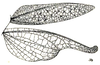 Orchetypus rotundatus Brunner von Wattenwyl, 1898: Fig. 27. female elytron (17 mm) and ala (19 mm). (Otu).