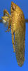 Habitus, lateral view on Arapona vallea DeLong, 1979: Male holotype [OSU]: habitus, lateral view. (Observation).