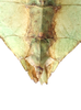 CollectionObject 1591407; 5e1b48b6-a134-4cbc-81c7-04a5016d50fe: copyright ISAS Yunan. female end of abdomen, ventral view (holotype). (CollectionObject).