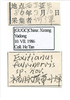 Other on Exitianus fulvinervis Li & He, 1993 now Exitianus nanus (Distant, 1908): (Observation).