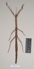 CollectionObject 1559251; 1093c59f-8e59-4f1d-8c45-0ad53cd66496: copyright Natural History Museum, London. female of Dixippus insularis (holotype). (CollectionObject).