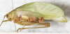 CollectionObject 1475890; NMW 13356, 2177ec5d-e8b8-4e74-a924-b551d8a21d4a: female, lateral view (holotype). (CollectionObject).