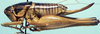 CollectionObject 1597408; b5702528-0d3f-4ab2-a8aa-81519d69460b: female, lateral view (allotype). (CollectionObject).
