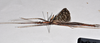 CollectionObject 1560500; 36f58d3d-89c3-4c7d-8261-51d8a03db1cf: copyright QM. male, lateral view (holotype). (CollectionObject).