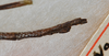CollectionObject 1559010; b1b7af32-929c-4341-b187-0c427688e1ac: copyright USNM, Washington. (CollectionObject).;CollectionObject 1559011; 4b79db5f-56ee-41d9-945c-417a68134647: copyright USNM, Washington. (CollectionObject).