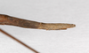 CollectionObject 1557958; 85f368d7-044d-43ad-b514-d33d8d5da020: copyright ZMHB, Berlin. female: end of abdomen, lateral view (syntype). (CollectionObject).