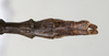 CollectionObject 1558531; 19b0f613-4523-4af7-969e-1e3b2e2e2d5c: copyright MHNG Geneva. male: end of abdomen, dorsal view (holotype). (CollectionObject).