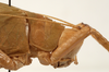 CollectionObject 1579405; 61abd3a1-ffeb-41e6-a5b6-11c62c30fc5c: female pronotum, lateral view (allotype). (CollectionObject).
